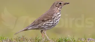 Κελαηδότσιχλα (Turdus philomelos)