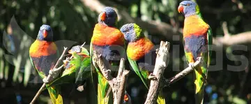 Λόρις και λόρικιτς (lories lorikeets)