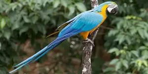 μπλε_κίτρινος_μακάο_blue_yellow_macaw.jpg