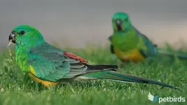 Αρσενικό Red-rumped