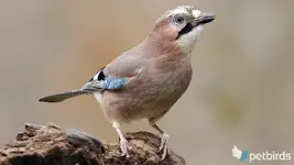 Κίσσα - Eurasian jay (Garrulus glandarius)