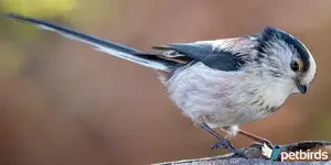 Αιγίθαλος - Long-tailed tit (Aegithalos caudatus)