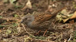 Θαμνοψάλτης (Prunella modularis)