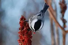 5-chickadee_in_sumac_wp.jpg