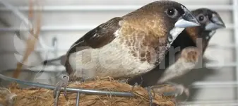 Κοινωνικός σπίνος - Society finch (Lonchura striata domestica)