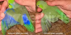 Αρσενικό και θηλυκό green parrotlet