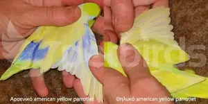 Αρσενικό και θηλυκό american yellow parrotlet