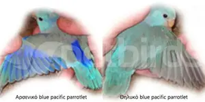 Αρσενικό και θηλυκό blue pacific parrotlet