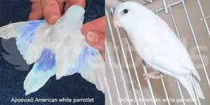 american-white-parrotlet-male-female.jpg