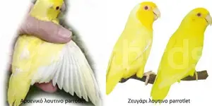 Αρσενικό και θηλυκό λουτίνο parrotlet