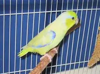 male American yellow parrotlet.webp