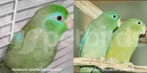 Αρσενικό και θηλυκό Spectacled parrotlet