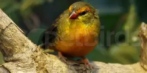 Orange breasted waxbills