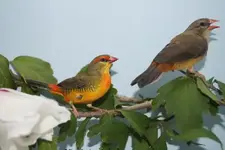 Orange-breasted waxbill pair