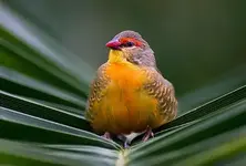 Orange-breasted waxbill male