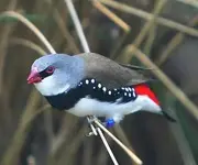 DiamondFiretailFinch.webp