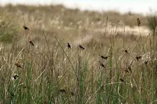 Common waxbills σε καλαμιώνα