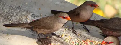 Εστρίλδα η κοινή - Common waxbill (Estrilda astrild)