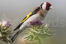 goldfinch_diet_thumb.webp