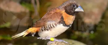 Chestnut-breasted mannikin (Lonchura castaneothorax)