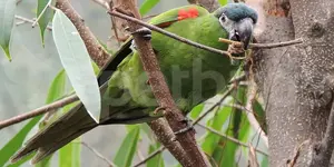 Red-Shouldered ή Hahn's Macaw