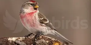 Σημυδόσπιζα - Common redpoll (Acanthis flammea)