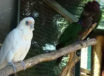 hawk-headed parrot