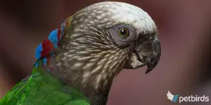 Red-fan parrot (Deroptyus accipitrinus)