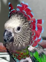 red-fan-parrot.jpg