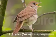 Αηδόνι