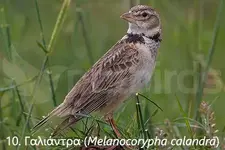 Γιαλάντρα