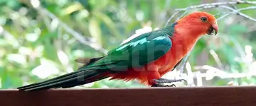 Australian king parrot ή βασιλικός παπαγάλος της Αυστραλίας