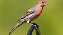 Μεξικανικός Καρποντάκος (Carpodacus mexicanus)