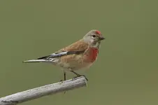 petrou_commonlinnet_2010-06.jpg