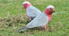 galah-cockatoo.webp