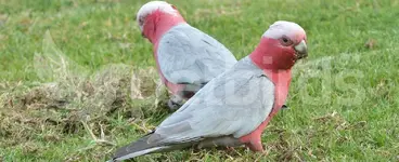 Galah cockatoo (Eolophus roseicapilla)