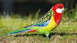 eastern-rosella-male.webp