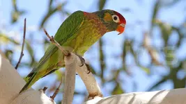 varied-lorikeet.webp