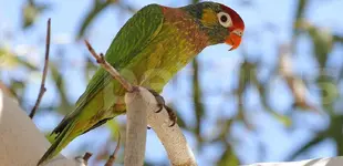 Varied lorikeet (Psitteuteles versicolor)