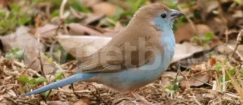 Blue waxbill (Uraeginthus angolensis)