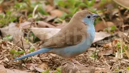 blue-waxbill-male.webp