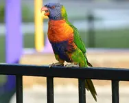 Rainbow_Lorikeet.webp