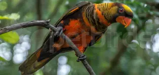 Dusky lory (Pseudeos fuscata)