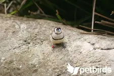 double-barred-finch.webp