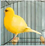 border_canary_border+canary.webp