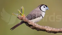 double-barred-finch-og.webp