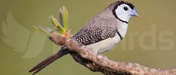 Double-barred finch, η σπίζα κουκουβάγια