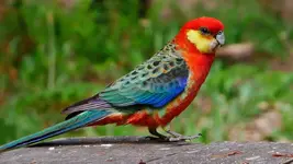 western-rosella-og.webp