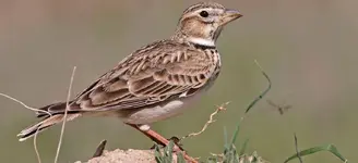 Γαλιάντρα (Melanocorypha calandra)