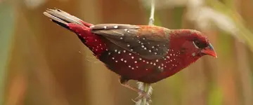 Κόκκινο αβαντάβατ - Red avadavat (Amandava amandava)